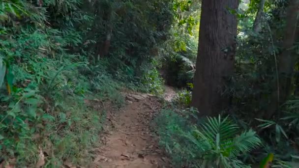 Walking Through The Jungle Stock Video C Infocusvideo 186792420