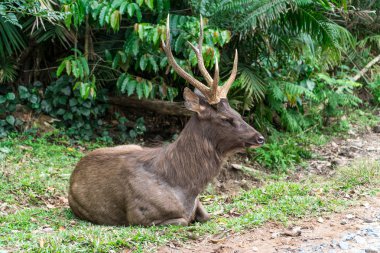 Sambar geyiği çimenlerin üzerinde rahatlatıcı