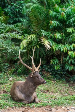 Sambar geyiği çimenlerin üzerinde rahatlatıcı