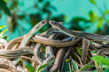 Oryantal fare yılan