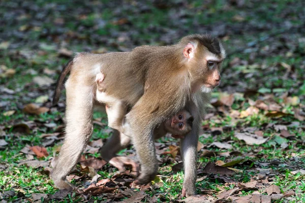 Północnej pig-tailed macaque — Zdjęcie stockowe