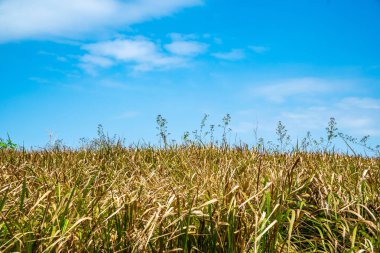 Otlaklar Khao Yai Milli Parkı