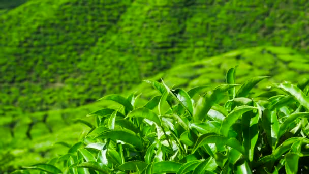 Green tea fresh leaves. Tea plantations
