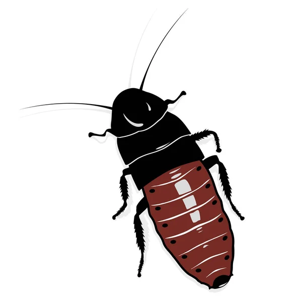 Cucaracha Madagascar Está Buscando Presas — Vector de stock