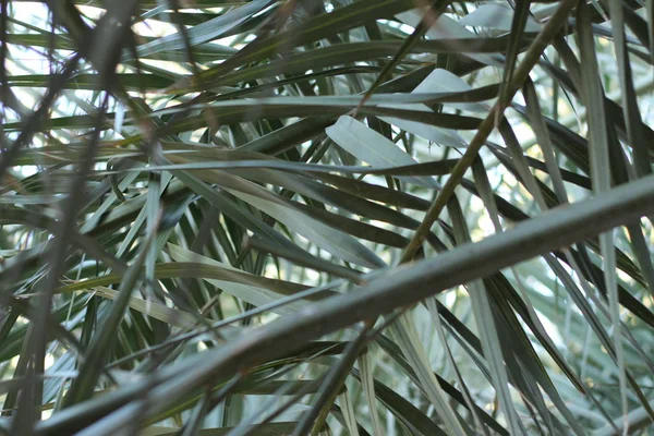 Achtergrond Van Groene Palmbladeren — Stockfoto