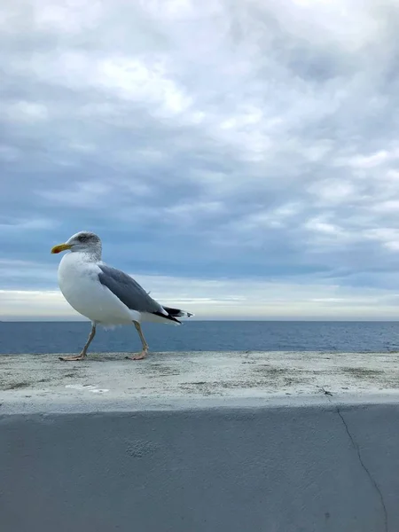 Gaviota Invierno Caminando Costa Del Báltico Ciudad Polonia Sopot — Foto de Stock