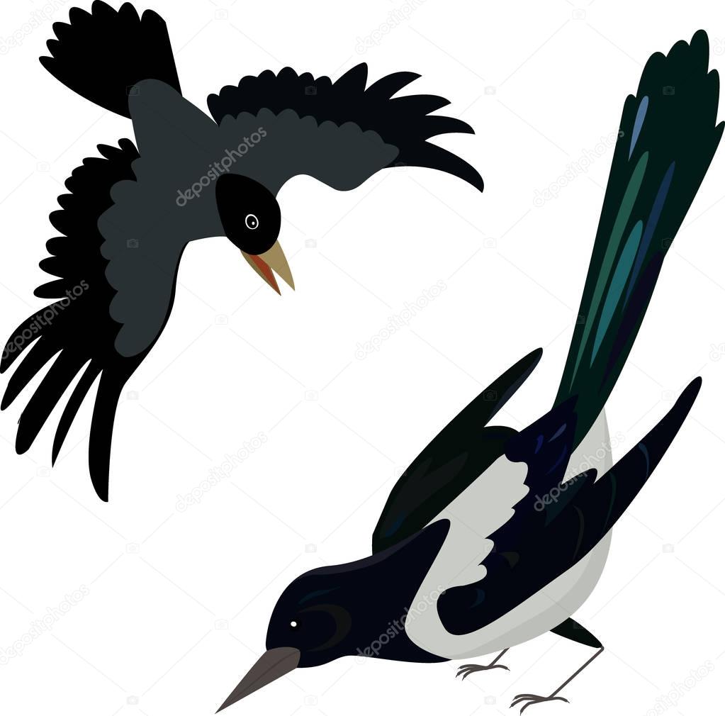 Cartoon black crow. Cartoon birds. Raven. Rook. Magpie