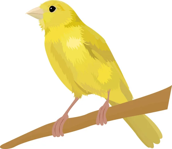 白色的金丝雀鸟矢量插图 — 图库矢量图片