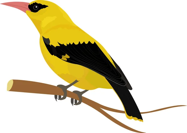 Oriole bird vector illustration isolated on white — Stock Vector