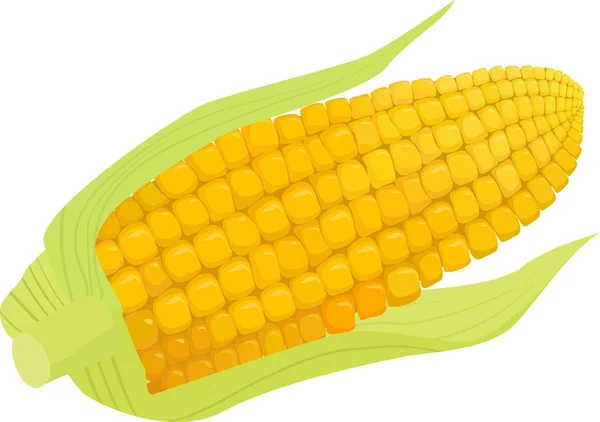 Vector de maíz aislado sobre fondo blanco — Vector de stock