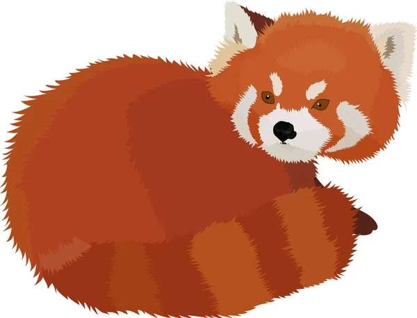 Ilustración vectorial del estilo de dibujos animados panda roja . — Vector de stock