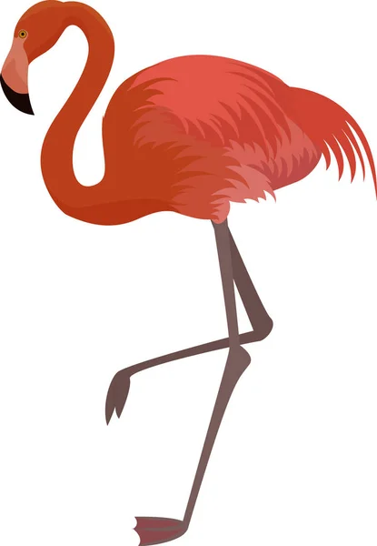 Rózsaszín flamingó fehér alapon. — Stock Vector