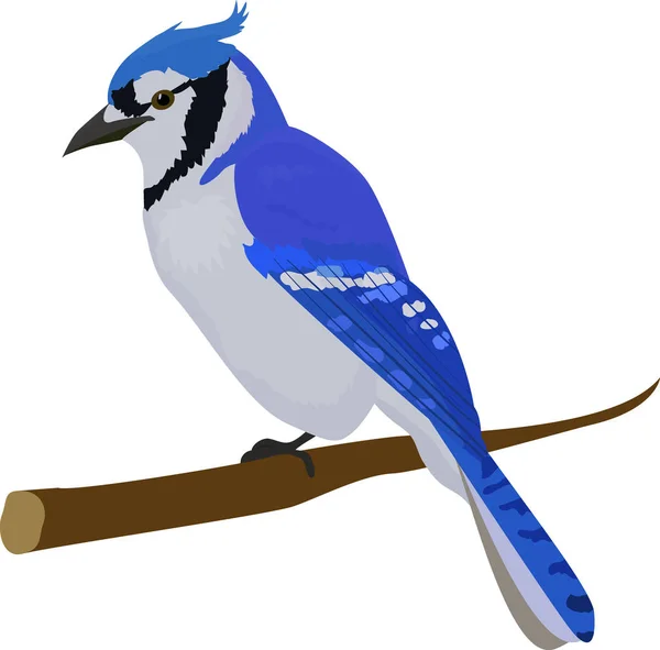 Blue Jay Bird. Aislado sobre fondo blanco . — Vector de stock