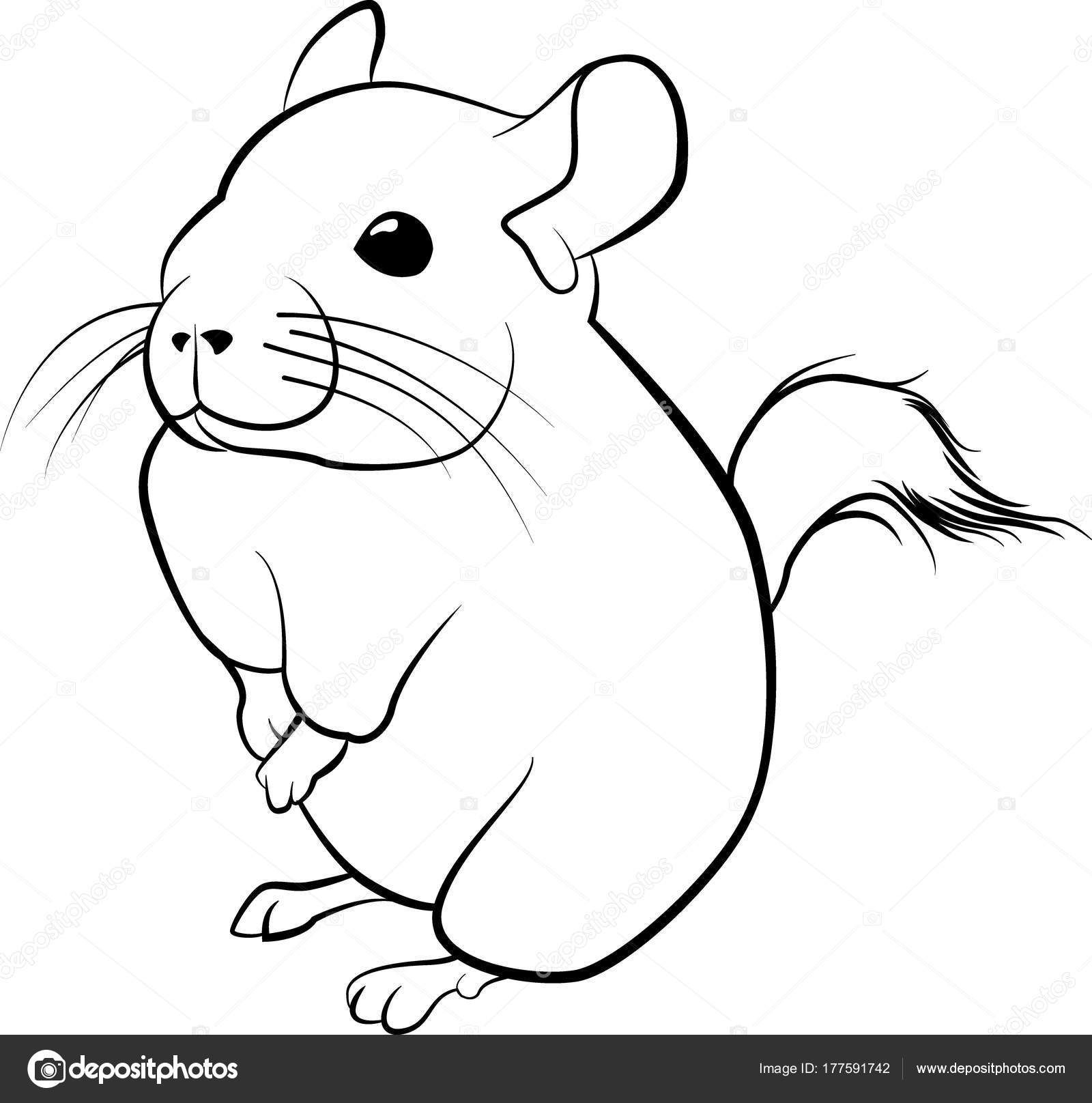 Cute Chinchilla Line Art Black Line Illustration Stock Vector C Hipatia 177591742