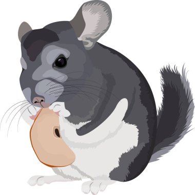 Karikatür gri chinchilla çizimi