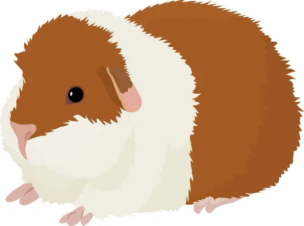 Vector illustration of cartoon guinea pig. — Stock Vector
