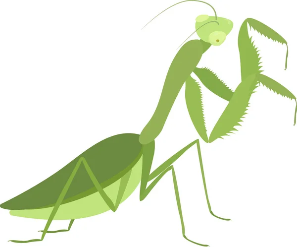 Cartoon groene praying mantis geïsoleerd op wit — Stockvector