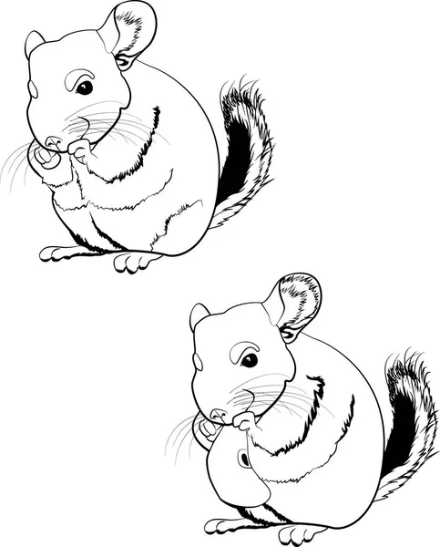 Illustration du chinchilla line art — Image vectorielle
