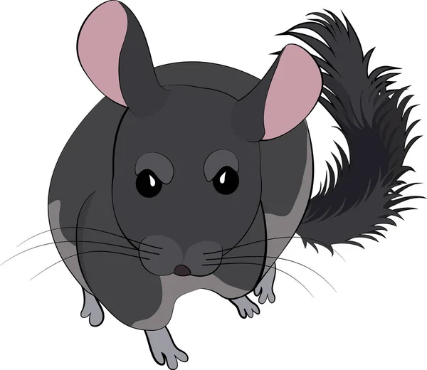 Cartoon vector illustration of cute chinchilla — Stock Vector