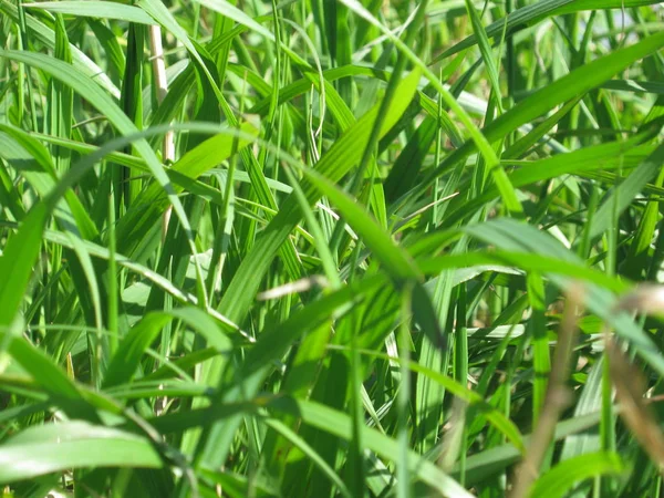 Close up fresh green summer grass background — Stock Photo, Image