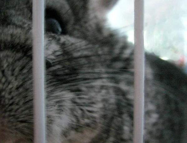 Chinchilla sentado em sua gaiola e curiosamente espreitar — Fotografia de Stock