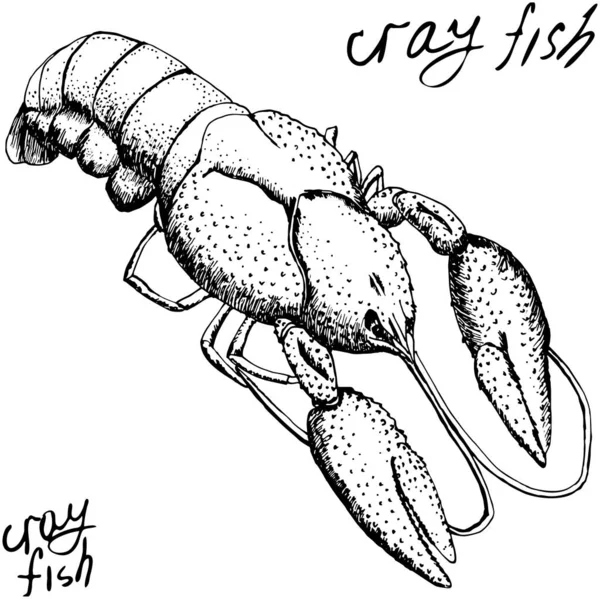 Crayfish vintage engraved illustration, hand drawn, sketch — Stock Vector
