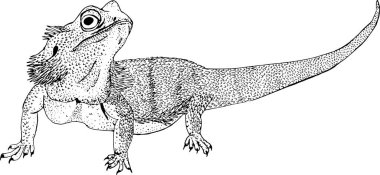 Sakallı ejderha veya Pogona barbata kertenkelesi çizim stili vektör çizimi