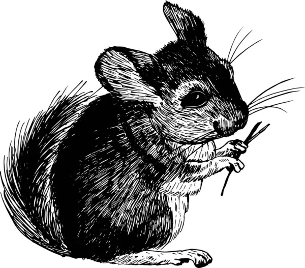 Chinchilla skizziert Vektor-Illustration. alte handgezeichnete Gravur-Imitation. — Stockvektor