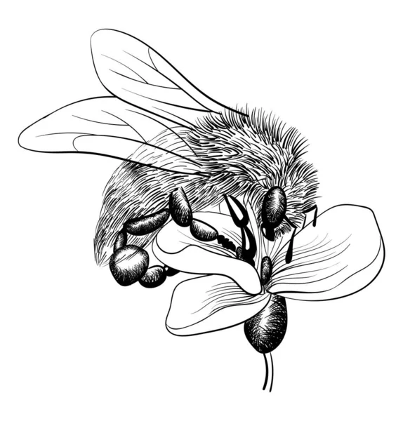 Bee Flower Black Line Sketch White Background Vector Monochrome Illustration — Stock Vector