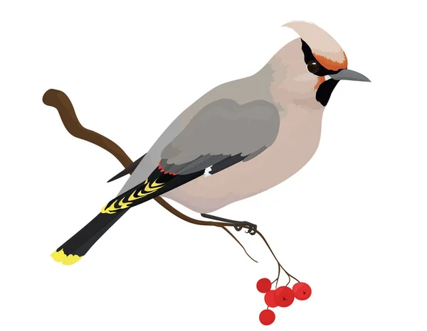 Waxvleugel vector illustratie van vogel — Stockvector