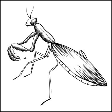Praying Mantis Sketch iIsolated On White vector Praying Mantis Sketch iIsolated On White vector