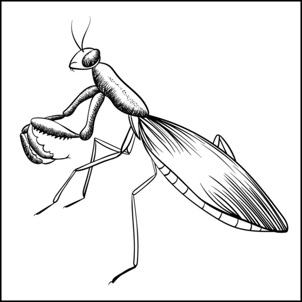 Praying Mantis Sketch iIsolated On White — Stock Vector