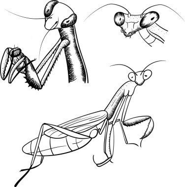 Praying Mantis Sketch Black Contour monochrome Insect Illustration Isolated on White Background vector Praying Mantis Sketch Black Contour monochrome Insect Illustration Isolated on White Background vector