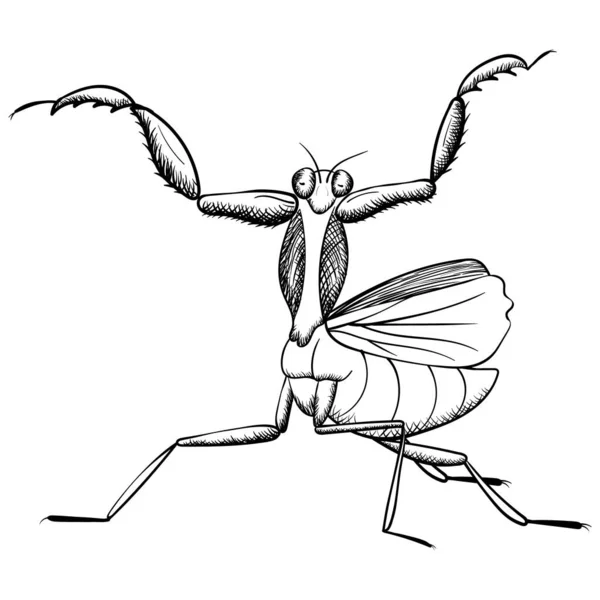 マーティス ベクターの手描きだ 白に隔離された昆虫の単色の輪郭図 — ストックベクタ