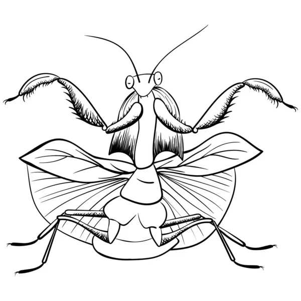 Bidsprinkhaan Vector Hand Tekening Monochrome Contourillustratie Van Insecten Geïsoleerd Wit — Stockvector