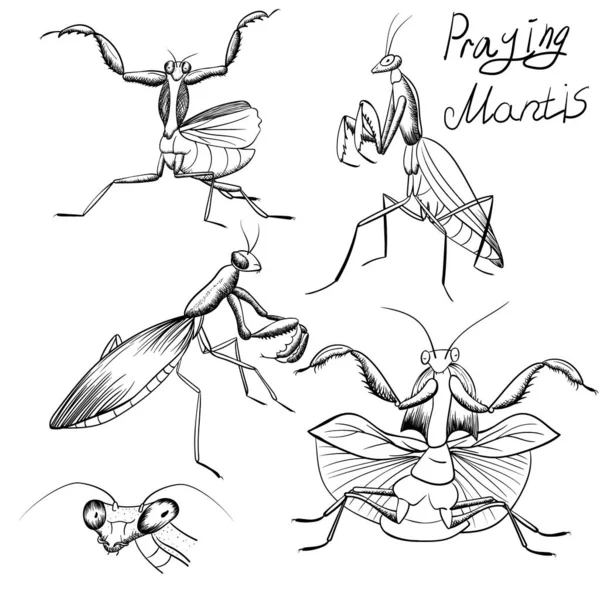 Uppsättning Skisser Mantis Bönsyrsans Handteckning Insekt Monokrom Svart Kontur Linje — Stock vektor