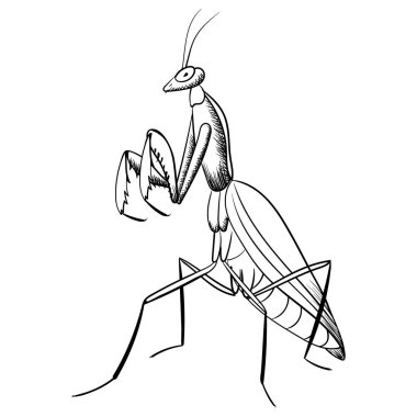 Mantis vector hand drawing. monochrome contour illustration of insect, isolated on white vector Mantis vector hand drawing. monochrome contour illustration of insect, isolated on white vector