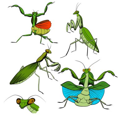 Set of hand-drawing mantis insects. green praying mantis with black outline isolated on white. vector stock illustration vector Set of hand-drawing mantis insects. green praying mantis with black outline isolated on white. vector stock illustration vector