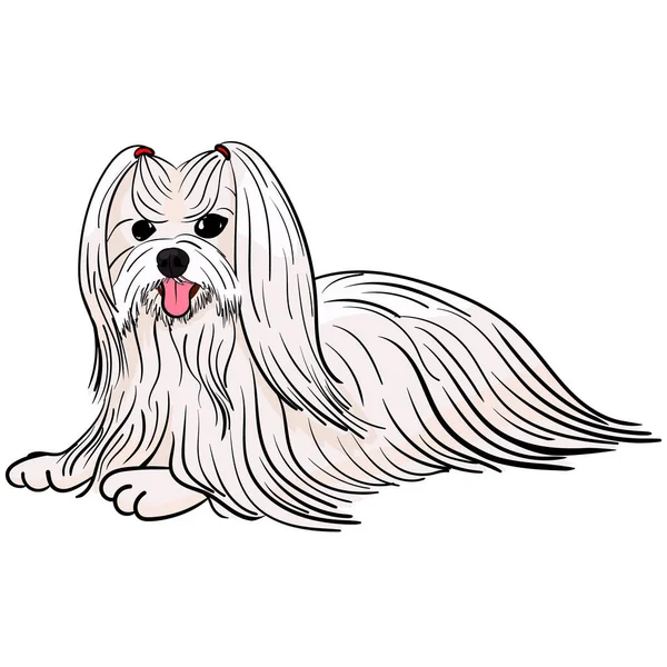 Lapdog Blanc Dessin Animé Illustration Petit Chien Race Maltaise Bichon — Image vectorielle