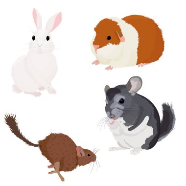 Sevimli kemirgenler beyazı izole eder.