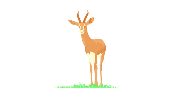 Vectorafbeeldingen Van Een Gazelle Illustrator — Stockvector