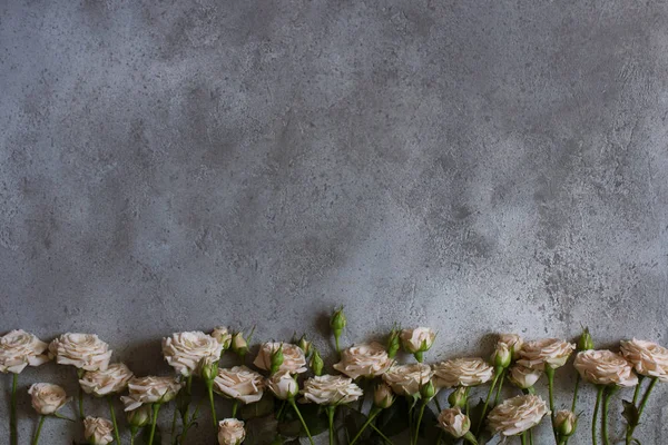 Roses lined up on a gray concrete background. Copy space. Horizontal orientation
