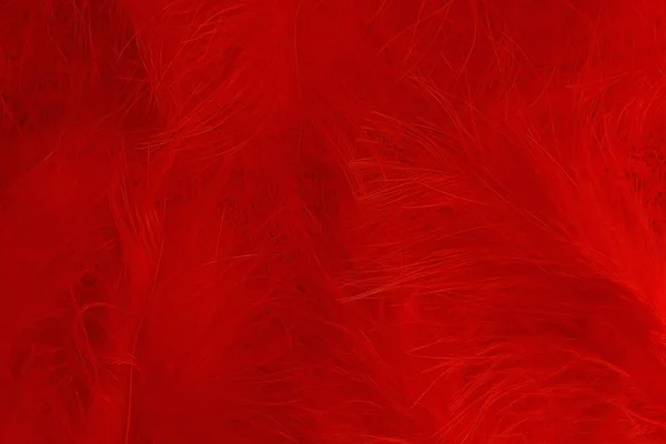 Fondo Rojo Plumas Retro Rojas Boa —  Fotos de Stock