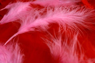 Art deco retro ve burlesque tarzında kırmızı ve pembe fuşya tüylerinin arka planı