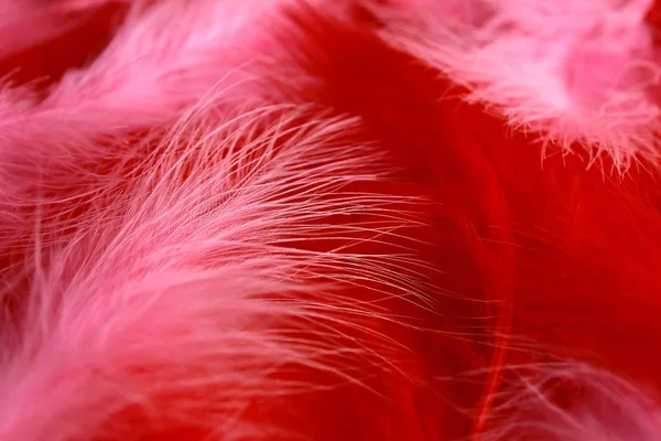 艺术装饰 复古风格中的红色和粉色蒲公英羽毛背景 — 图库照片