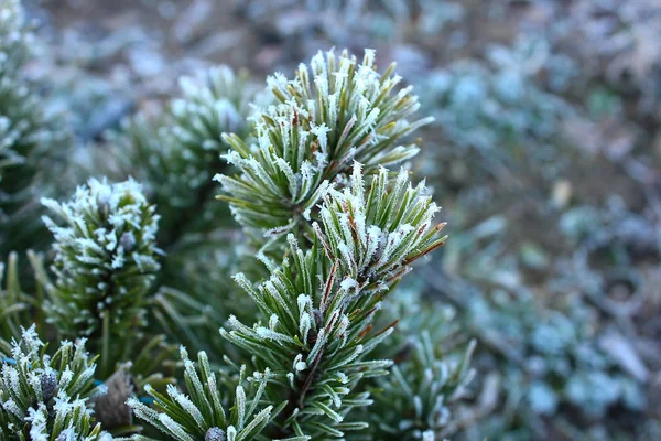 Blaugrüne Fichtenzweige Die Garten Und Park Mit Frostigem Schnee Bedeckt — Stockfoto