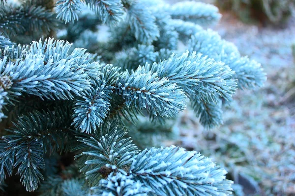Blaugrüne Fichtenzweige Die Garten Und Park Mit Frostigem Schnee Bedeckt — Stockfoto