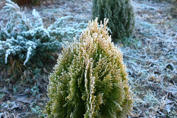 Abete Rosso Pino Coperto Neve Ghiacciata All Aperto Nel Giardino — Foto Stock