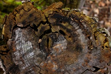 Eski ağaç kütüğünün dokusu