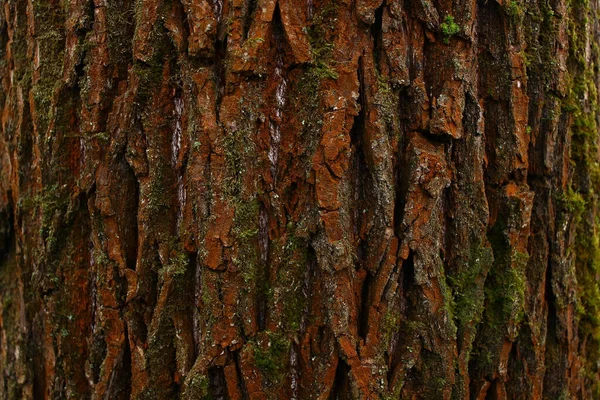 Textura Fondo Árbol Corteza —  Fotos de Stock